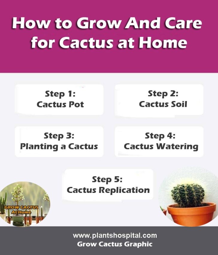 grow-cactus-at-home-infographic