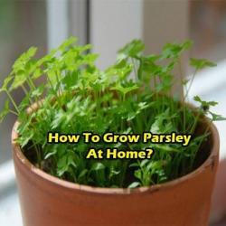grow-parsley-at-home