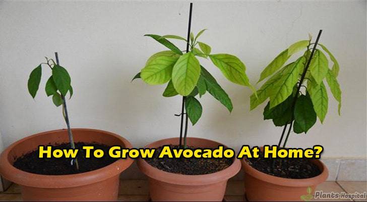 how-to-grow-avocado-at-home