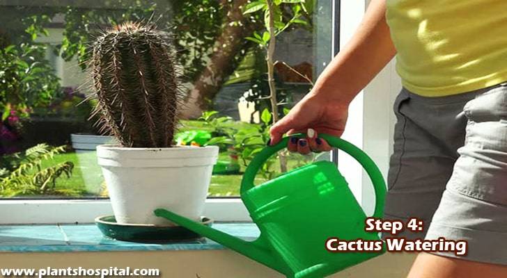 step-4-cactus-watering