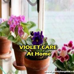 violet-care-at-home
