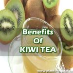 what-is-kiwi-tea