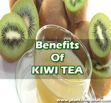 what-is-kiwi-tea