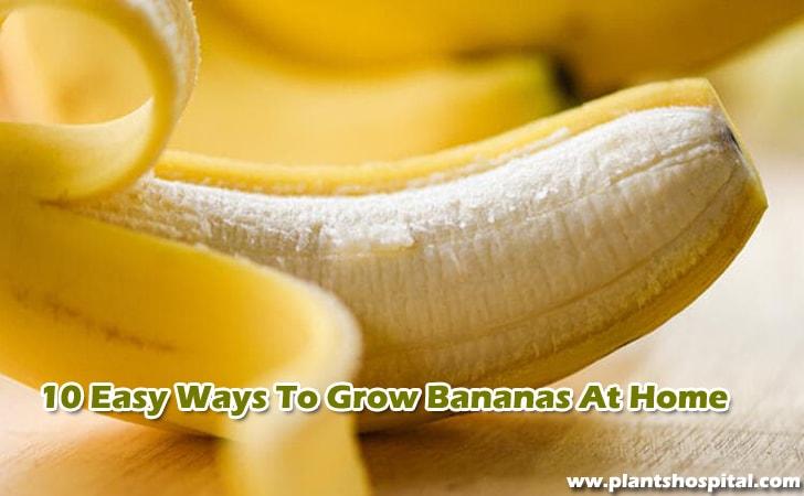 10-easy-ways-to-grow-bananas-at-home
