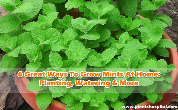 6 great ways to grow mints at home