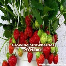 Growing-strawberries