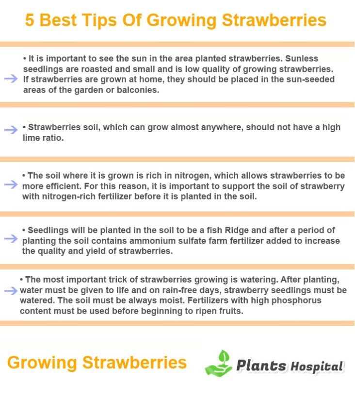 Growing-strawberries-graphic