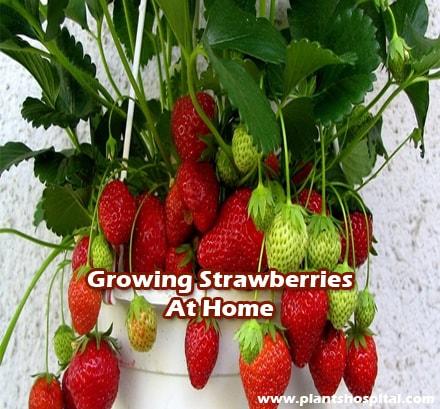 Growing-strawberries