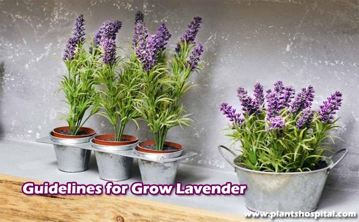 Guidelines-for-grow-lavender