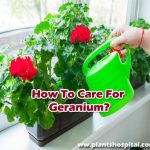 How-to-care-for-geranium-flower