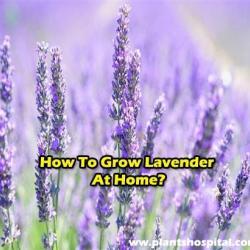 How-to-grow-lavender-at-home