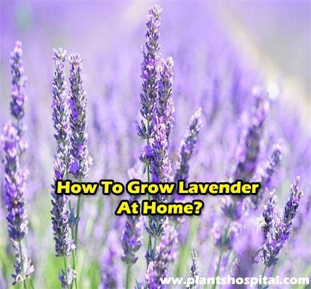 How-to-grow-lavender-at-home