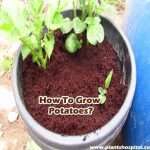 How-to-grow-potatoes