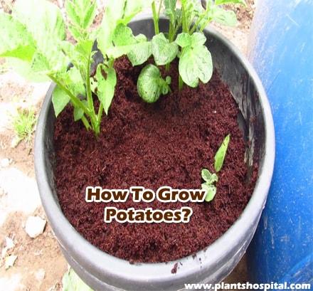 How-to-grow-potatoes