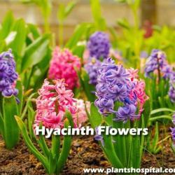 Hyacinth-flowers