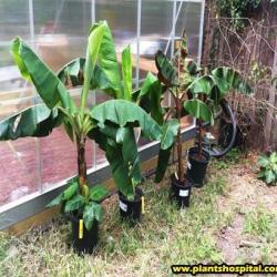 grow-bananas-at-home