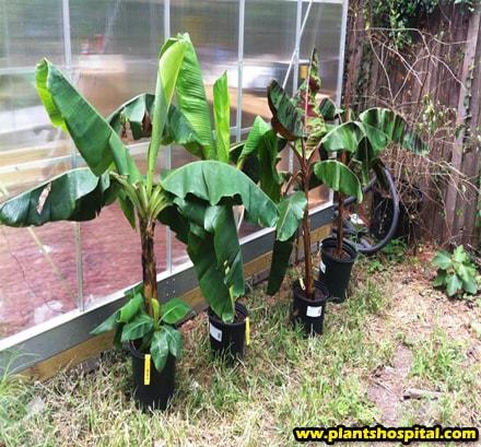 grow-bananas-at-home