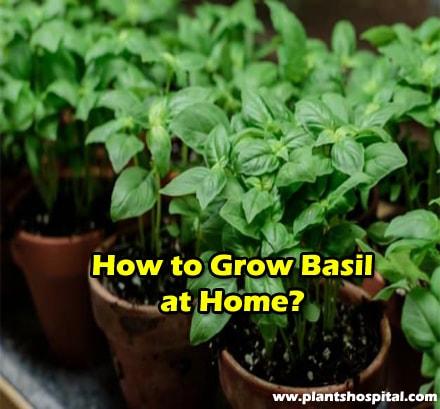 how-to-grow-basil