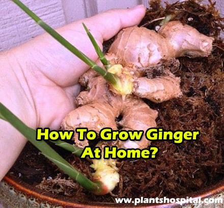 how-to-grow-ginger