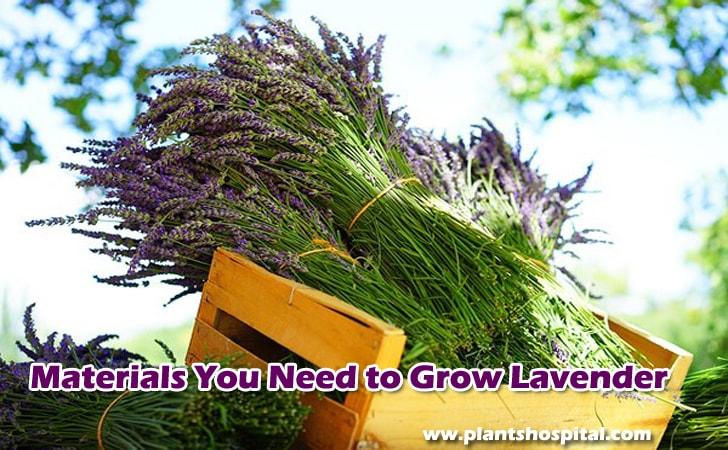 how-to-grow-lavender