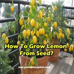 how-to-grow-lemon-from-seed