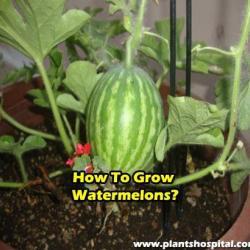 how-to-grow-watermelons