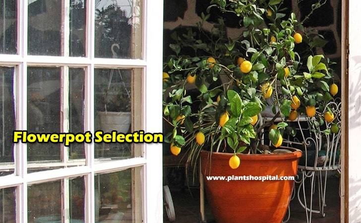 lemon-in-flowerpot