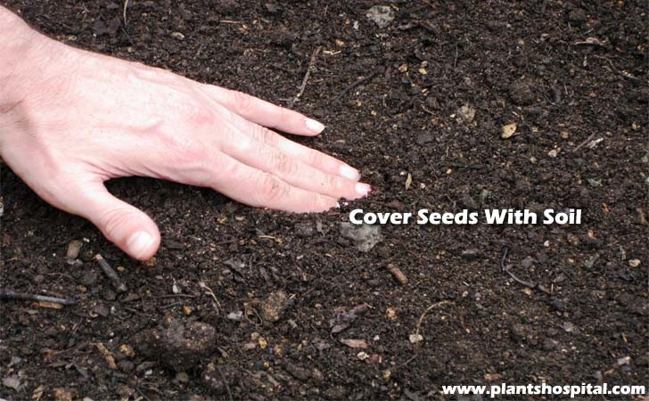 step3-cover-seeds-with-soil