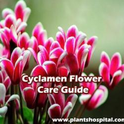 Cyclamen-flower-care-guide
