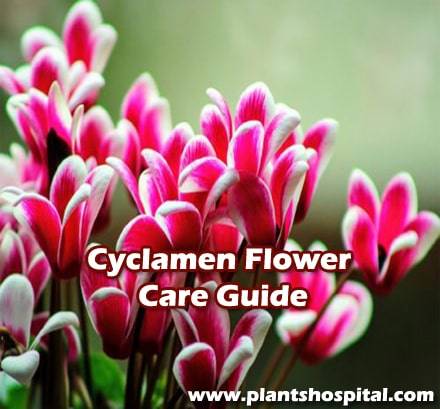 Cyclamen-flower-care-guide