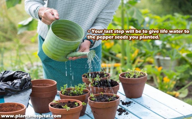 grow-peppers