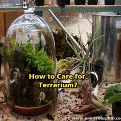 How-to-care-for-terrarium