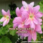 How-to-grow-lilies