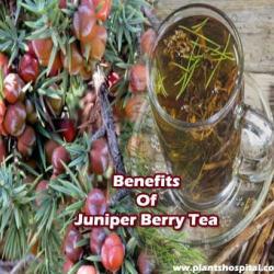 Juniper-berry-tea