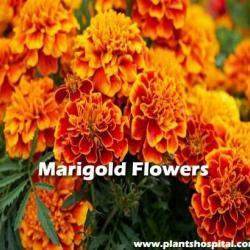 Marigold-flowers