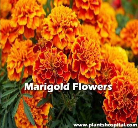 Marigold-flowers
