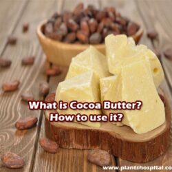 Cocoa-butter