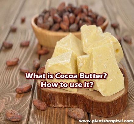 Cocoa-butter