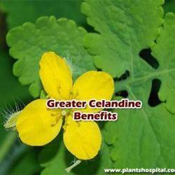 Greater-celandine-benefits