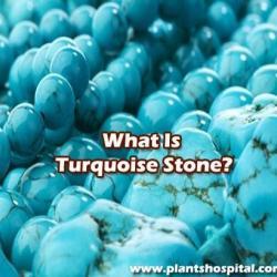 Turquoise-Stone