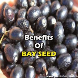 benefits-of-bay-seed