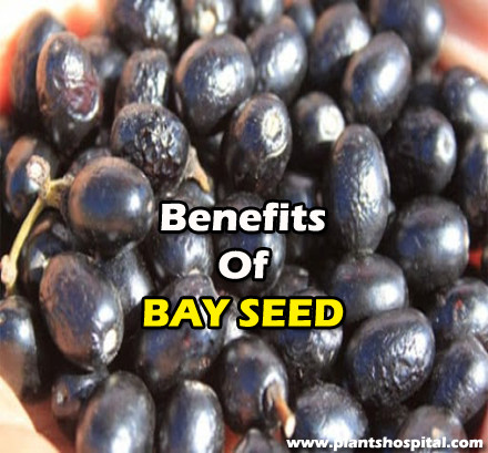 benefits-of-bay-seed