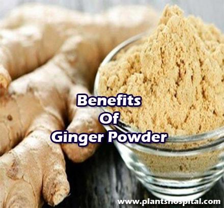 ginger-powder