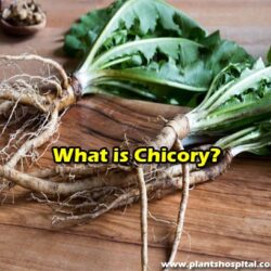 Chicory