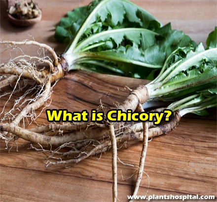 Chicory
