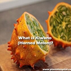 What-is-Kiwano