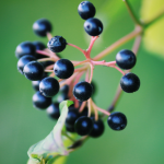 Health benefits of blackberries