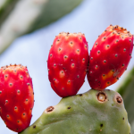 Health Benefits Of Cactus Fruits